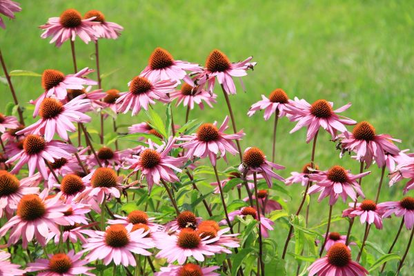 flowers-2577388_1920